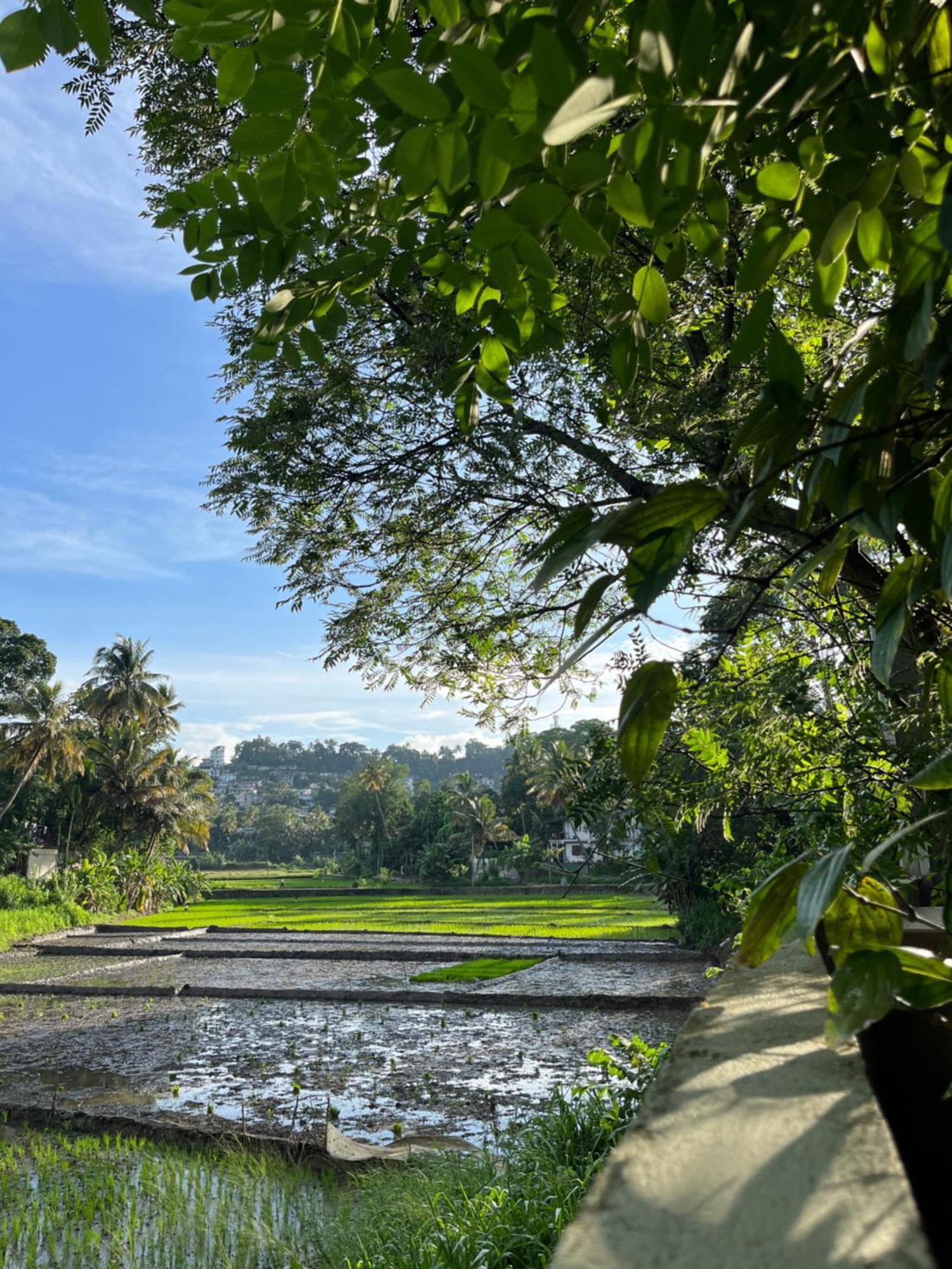 Kandy Living Homestay Экстерьер фото